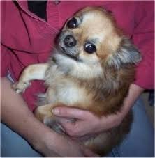 They will need multiple brushing sessions each week to ensure that their hair. Pomchi Dog Breed Information And Pictures