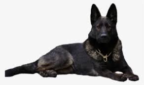 Favorite this post jul 26 15 month old shepsky German Shepherd Png Free Hd German Shepherd Transparent Image Pngkit
