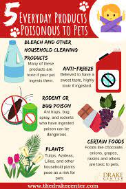 Protecting Your Pets From Common Poisons Pets Poison Prevention Pet Safety