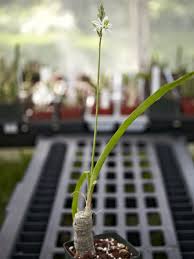 Image result for Trachyandra saltii