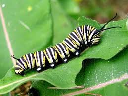 The Basic Pattern For The Monarch Tire Caterpillar Monarch Butterfly Milkweed Seeds Milkweed Plant