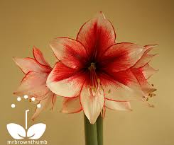 Image result for Hippeastrum