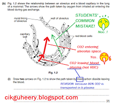 Teachers must remind the students that. Spm Biology Essay Format