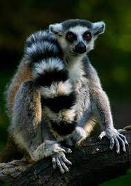 Untitled By Laszlo Olah 500px Animals Beautiful Weird Animals Animals Wild