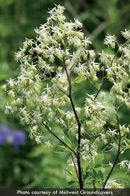 Image result for Thalictrum