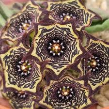 Image result for Monadenium rugosum