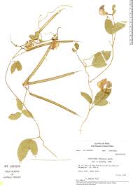 Image result for Centrosema