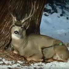 So what should you use: Wildlife Workers Save Deer From Arrow Shot Katu