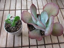 縁が赤くて丸い葉の多肉植物 唐印 あるまじろの庭