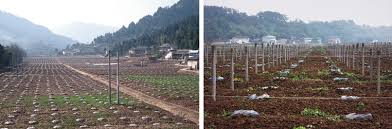 High density planting and canopy. Planting Density An Overview Sciencedirect Topics