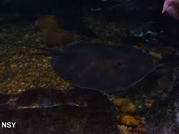 No one is sure how many giant stingrays are left, which habitats they prefer, or even if they ever venture into the ocean, where their more commonly. Giant Freshwater Stingray June 2013 Zoochat