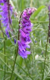 A mystical shade of purple on a beautiful flower can completely change the look and appeal of your plant type annual and perennial. Vicia Cracca Wikipedia