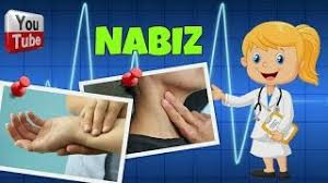 Dakikadaki kasılma ya da basınç sayısına nabız ismi verilmektedir. Nabiz Nedir Nasil Olculur Youtube
