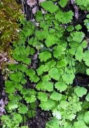 Image result for Adiantum soboliferum