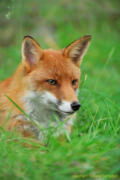 Gloucestershire man fined after messages showed him bragging and admitting to the illegal hunting of foxes | National Wildlife Crime Unit | NWCU