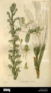 Image result for Centrostigma occultans