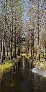 台南六甲落羽松 outdoor huawei water