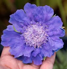 Pin On Gardening