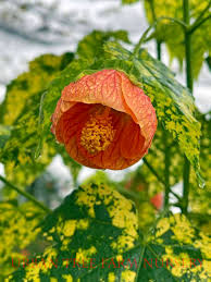 Image result for Abutilon austro-africanum