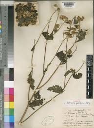 Image result for Bothriocline longipes