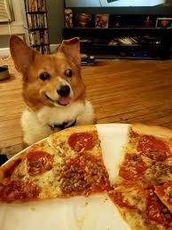 I See You Have Pizza I Like Pizza Corgi Cute Baby Animals Corgi Pictures