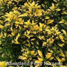 Image result for Ozoroa marginata