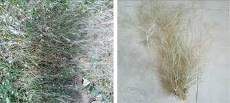 Image result for Aristida adscensionis