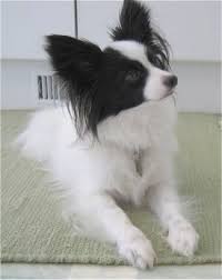 Papillon Dog Breed Information And Pictures