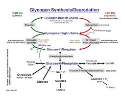 Von Gierke S Disease Symptoms Google Search Disease Symptoms Anatomy And Physiology Patient History