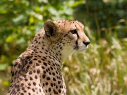 Cheetah Acinonyx Jubatus