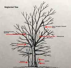 It will help with fruityields, reduce transplant shock, increase air flow, disease reduction,and keeping the over. Tips On Pruning Fruit Trees Outdoors And Gardening Wmicentral Com