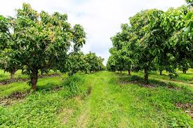The taste is something of an acquired taste and said to resemble pineapple, cantaloupe, or fruit salad. Summertime In Hawai I Means Mangos And Other Local Fruits Hawaii Life Vacations