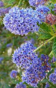 California Lilac Ceanothus Water Wise Landscaping California Lilac Water Wise Plants
