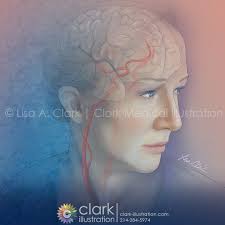Route of Median Nerve Through Hand and Wrist Illustration by MedDraw Studio 