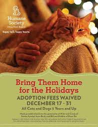 Maybe you would like to learn more about one of these? Colorado Springs Shelter Offers Free Adoption Of Senior Cats Dogs This Holiday Season Colorado Springs News Gazette Com