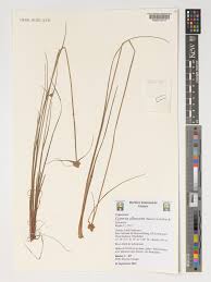 Image result for Hypolytrum goetghebeur