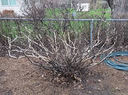 Rabbit damage to newly planted trees and shrubs may be a serious problem. We Have Extensive Rabbit 178722 Ask Extension