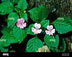 Image result for Viola abyssinica