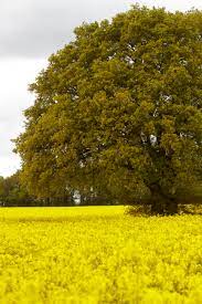 Fotos gratis : árbol, campo, flor, comida, Produce, vegetal, amarillo,  Colza, Canola, Brassica, planta floreciendo, Planta leñosa, Planta de  tierra, Planta de mostaza, Mostaza y col 3456x5184 - - 208065 - Imagenes  gratis - PxHere