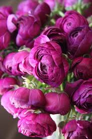 Ranunculus Flowers Ranunculus Garden Pretty Flowers