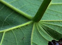 Image result for Macaranga capensis