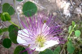 Image result for Capparis