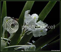 Image result for Podangis dactyloceras