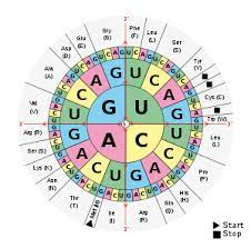 The anticodon is simply the complementary sequence to the codons of the mrna. Dna And Rna Codon Tables Wikipedia