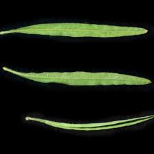 Image result for Pogonospermum ciliatum