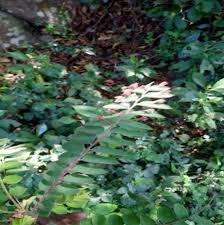Image result for Phyllanthus pinnatus