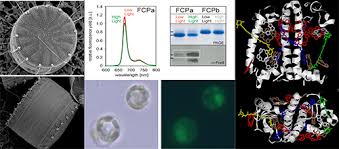 Maybe you would like to learn more about one of these? Goethe Universitat Plant Cell Physiology