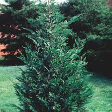 Discover the fastest growing trees in the uk that will reach their full height in just a couple of years. Trees Evergreens Countryview Farm Nursery