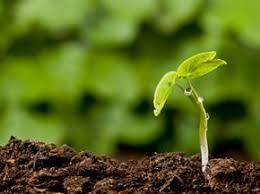 Homemade coffee machine descaler products of photosynthesis quizlet. How Artificial Photosynthesis Works Howstuffworks