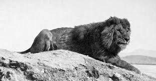 8 Of The Most Endangered Species In The World In 2016 Our Planet Lost Eight Different Incredible Animals For In 2020 Most Endangered Animals Extinct Animals Animals